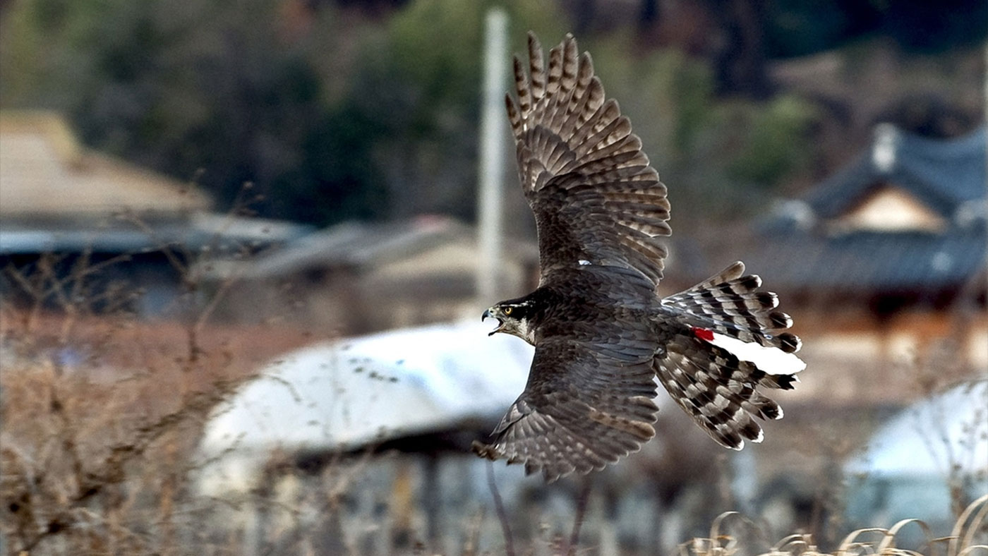 매사냥 (매사냥): 길들인 매가 꿩을 낚아채다, 쏜살같이