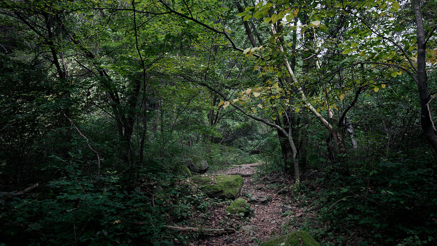 영주 죽령 옛길 (竹嶺 옛길): 명승 제30호