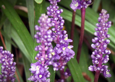 맥문동(麥門冬)
