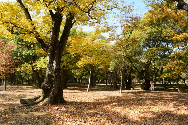 경주 계림 (慶州 鷄林)