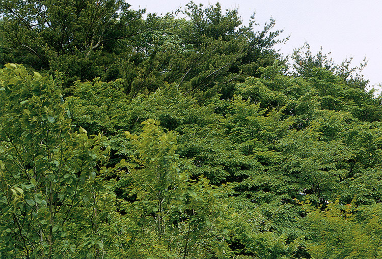 울릉 태하동 솔송나무·섬잣나무·너도밤나무군락 (鬱陵 台霞洞 솔송나무·섬잣나무·너도밤나무群落)
